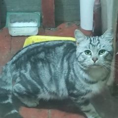 Подробнее об объявлении «Найдена кошка в деревне химози под гатчиной Гатчина» Фото: найдена кошка Американская короткошерстная «Найдена кошка в деревне химози под гатчиной...» в г. Гатчина