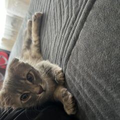 Подробнее об объявлении «Найден кот Ростов-на-Дону» Фото: найдена кошка  «Найден кот Ростов-на-Дону» в г. Ростов-на-Дону