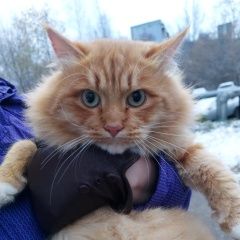 Подробнее об объявлении «Найден кот Нижний Новгород» Фото: найдена кошка  «Найден кот Нижний Новгород» в г. Нижний Новгород
