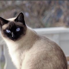 Подробнее об объявлении «Найдена кошка тайская или кот Москва» Фото: найдена кошка Тайская кошка «Найдена кошка тайская или кот Москва» в г. Москва