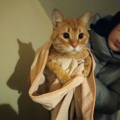 Подробнее об объявлении «Найден кот рыжий кот Казань» Фото: найдена кошка  «Найден кот рыжий кот Казань» в г. Казань