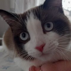 Подробнее об объявлении «Найден кот ищет хозяина Омск» Фото: найдена кошка Сноу-шу «Найден кот ищет хозяина Омск» в г. Омск