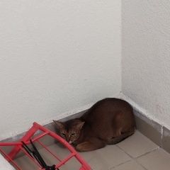 Подробнее об объявлении «Найдена кошка Королев» Фото: найдена кошка Абиссинская кошка «Найдена кошка Королев» в г. Королев