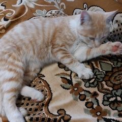 Подробнее об объявлении «Найдена кошка Липецк» Фото: найдена кошка  «Найдена кошка Липецк» в г. Липецк