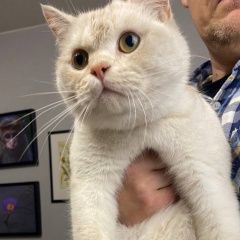 Подробнее об объявлении «Санкт-Петербург Найден кот» Фото: найдена кошка  «Санкт-Петербург Найден кот» в г. Санкт-Петербург