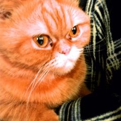 Подробнее об объявлении «Найдена кошка Екатеринбург» Фото: найдена кошка Британская короткошерстная кошка «Найдена кошка Екатеринбург» в г. Екатеринбург