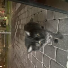 Подробнее об объявлении «Найдена кошка обнаружена кошка Воронеж» Фото: найдена кошка  «Найдена кошка обнаружена кошка Воронеж» в г. Воронеж