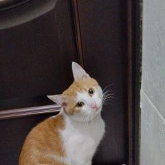 Подробнее об объявлении «Курск Найден кот рыжий, с ошейником» Фото: найдена кошка  «Курск Найден кот рыжий, с ошейником» в г. Курск