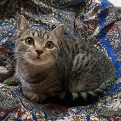 Подробнее об объявлении «Найден котёнок Ялуторовск» Фото: найдена кошка  «Найден котёнок Ялуторовск» в г. Ялуторовск