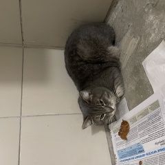 Подробнее об объявлении «Найдена кошка или кот Екатеринбург» Фото: найдена кошка  «Найдена кошка или кот Екатеринбург» в г. Екатеринбург
