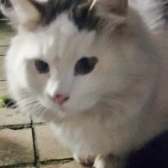 Подробнее об объявлении «Найдена кошка крупная белая или кот Москва» Фото: найдена кошка  «Найдена кошка крупная белая или кот Москва» в г. Москва