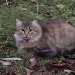 Подробнее об объявлении «Найдена кошка пушистая или кот Москва» Фото: найдена кошка  «Найдена кошка пушистая или кот Москва» в г. Москва