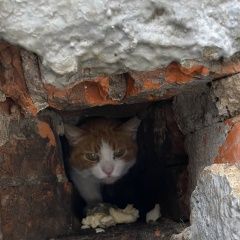 Подробнее об объявлении «Найдена кошка Москва» Фото: найдена кошка  «Найдена кошка Москва» в г. Москва