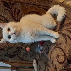 Подробнее об объявлении «Найдена кошка кошечка. Воронеж» Фото: найдена кошка  «Найдена кошка кошечка. Воронеж» в г. Воронеж