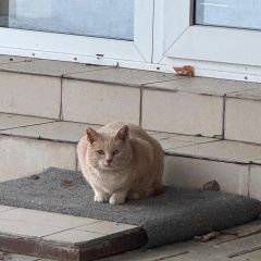 Подробнее об объявлении «Найдена кошка Красногорск» Фото: найдена кошка  «Найдена кошка Красногорск» в г. Красногорск