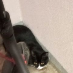 Подробнее об объявлении «Химки Найдена кошка черно-белая ( или кот)» Фото: найдена кошка  «Химки Найдена кошка черно-белая ( или кот)» в г. Химки