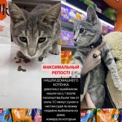 Подробнее об объявлении «Найдена кошка Ташкент» Фото: найдена кошка  «Найдена кошка Ташкент» в г. Ташкент