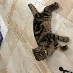 Подробнее об объявлении «Химки Найден кот» Фото: найдена кошка Скоттиш фолд (шотландская вислоухая) «Химки Найден кот» в г. Химки