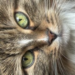 Подробнее об объявлении «Найдена кошка. Москва» Фото: найдена кошка  «Найдена кошка. Москва» в г. Москва