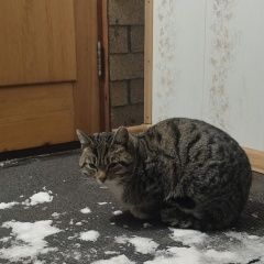 Подробнее об объявлении «Новосибирск Найдена кошка кот или кошка» Фото: найдена кошка  «Новосибирск Найдена кошка кот или кошка» в г. Новосибирск