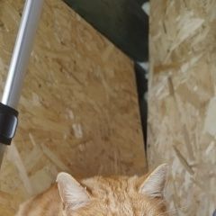 Подробнее об объявлении «Истра Найден кот» Фото: найдена кошка  «Истра Найден кот» в г. Истра