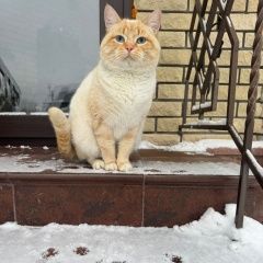 Подробнее об объявлении «Найдена кошка кот голубоглазый Балашиха» Фото: найдена кошка Тайская кошка «Найдена кошка кот голубоглазый Балашиха» в г. Балашиха