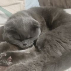 Подробнее об объявлении «Найдена кошка Шахты» Фото: найдена кошка  «Найдена кошка Шахты» в г. Шахты