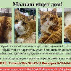 Подробнее об объявлении «Владивосток Найден кот» Фото: найдена кошка  «Владивосток Найден кот» в г. Владивосток