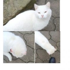 Подробнее об объявлении «Найден кот белый кот Анапа» Фото: найдена кошка  «Найден кот белый кот Анапа» в г. Анапа