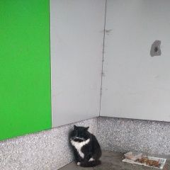 Подробнее об объявлении «Найден кот черно-белый кот Москва» Фото: найдена кошка  «Найден кот черно-белый кот Москва» в г. Москва