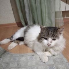 Подробнее об объявлении «Орел Найден кот» Фото: найдена кошка  «Орел Найден кот» в г. Орел