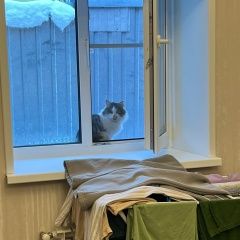 Подробнее об объявлении «Истра Найдена кошка новопетровское истринский район» Фото: найдена кошка  «Истра Найдена кошка новопетровское истринский...» в г. Истра