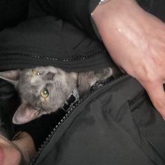 Подробнее об объявлении «Ангарск Найдена кошка возле магазина стефания в 13мкр» Фото: найдена кошка  «Ангарск Найдена кошка возле магазина стефания в...» в г. Ангарск