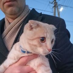 Подробнее об объявлении «Найден котик -вислоухий шотландец Новороссийск» Фото: найдена кошка  «Найден котик -вислоухий шотландец Новороссийск» в г. Новороссийск