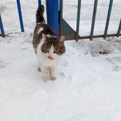 Подробнее об объявлении «Пермь Найдена кошка кто потерял?» Фото: найдена кошка  «Пермь Найдена кошка кто потерял?» в г. Пермь