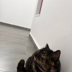 Подробнее об объявлении «Красноярск Найдена кошка.» Фото: найдена кошка  «Красноярск Найдена кошка.» в г. Красноярск