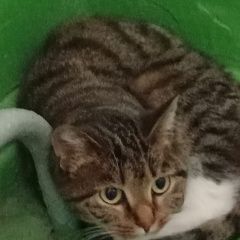 Подробнее об объявлении «Найдена кошка Первоуральск» Фото: найдена кошка  «Найдена кошка Первоуральск» в г. Первоуральск