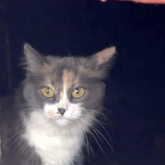 Подробнее об объявлении «Найдена кошка трёхцветная Москва» Фото: найдена кошка  «Найдена кошка трёхцветная Москва» в г. Москва