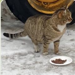 Подробнее об объявлении «Найдена кошка или кот полосатый Москва» Фото: найдена кошка  «Найдена кошка или кот полосатый Москва» в г. Москва