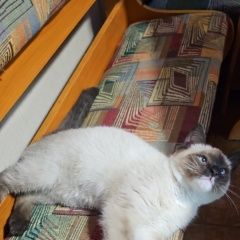 Подробнее об объявлении «Найден кот Долгопрудный» Фото: найдена кошка  «Найден кот Долгопрудный» в г. Долгопрудный