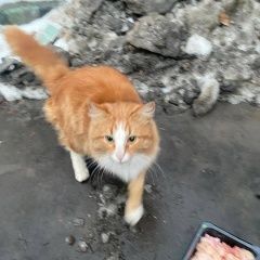 Подробнее об объявлении «Найден кот рыжий кот Москва» Фото: найдена кошка  «Найден кот рыжий кот Москва» в г. Москва