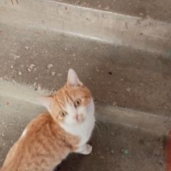 Подробнее об объявлении «Найден кот Йошкар-Ола» Фото: найдена кошка  «Найден кот Йошкар-Ола» в г. Йошкар-Ола