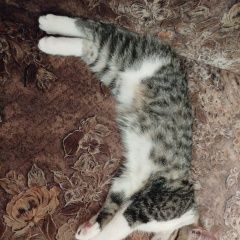 Подробнее об объявлении «Найден кот Йошкар-Ола» Фото: найдена кошка  «Найден кот Йошкар-Ола» в г. Йошкар-Ола