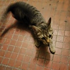 Подробнее об объявлении «Найдена кошка котёнок полосатый Москва» Фото: найдена кошка  «Найдена кошка котёнок полосатый Москва» в г. Москва