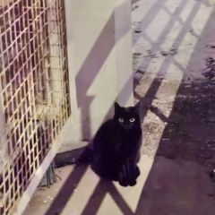 Подробнее об объявлении «Химки Найдена кошка или кот чёрный» Фото: найдена кошка  «Химки Найдена кошка или кот чёрный» в г. Химки