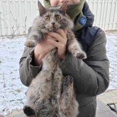 Подробнее об объявлении «Найдена кошка в кп загорянка Загорянский» Фото: найдена кошка  «Найдена кошка в кп загорянка Загорянский» в г. Загорянский