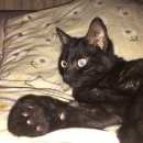 Подробнее об объявлении «Москва Найден кот. у метро сходненская» Фото: найдена кошка  «Москва Найден кот. у метро сходненская» в г. Москва