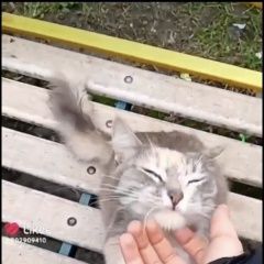 Подробнее об объявлении «Найдена кошка подросток Реутов» Фото: найдена кошка  «Найдена кошка подросток Реутов» в г. Реутов