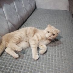 Подробнее об объявлении «Найден кот Горячий Ключ» Фото: найдена кошка  «Найден кот Горячий Ключ» в г. Горячий Ключ