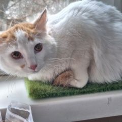Подробнее об объявлении «Найден кот молодой котик Москва» Фото: найдена кошка  «Найден кот молодой котик Москва» в г. Москва